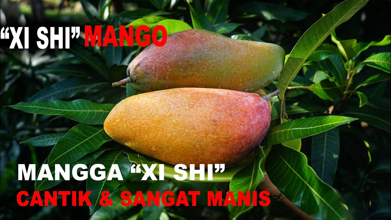 MANGGA 