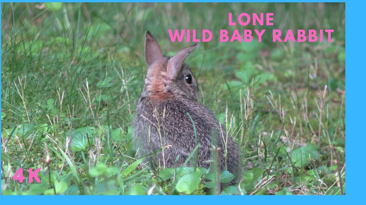 4K Lone Wild Baby Rabbit Forest Sounds, Ambience 숲속에서 만난 작고 귀여운 아기