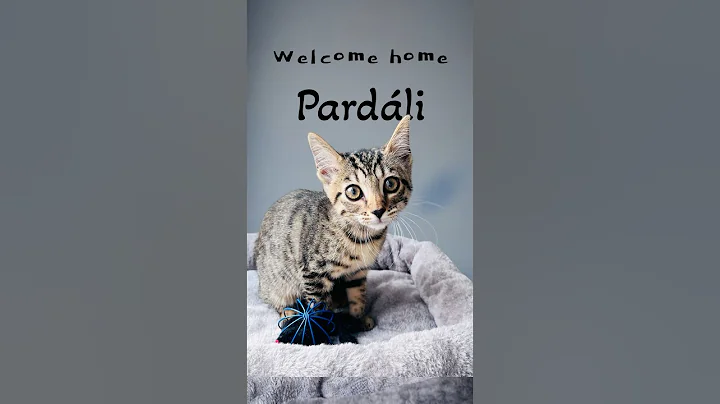 Video 11396101: bengal cat kitten, bengal mix