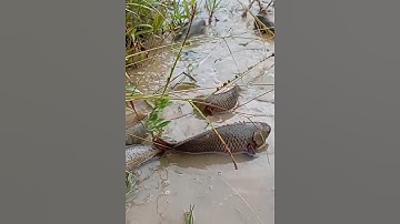 Kinh ngạc đàn cá bò lên bờ cá rô, cá trê, cá lóc #cacconvat #docla #fishing