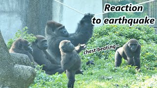 Gorilla D'jeeco family's reaction to earthquake / 大猩猩迪亞哥家族對地震的反應