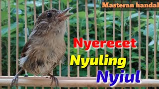 wergan Jawa|| Flamboyan nyuling nyiul gacor nyerecet full tembakan rapat