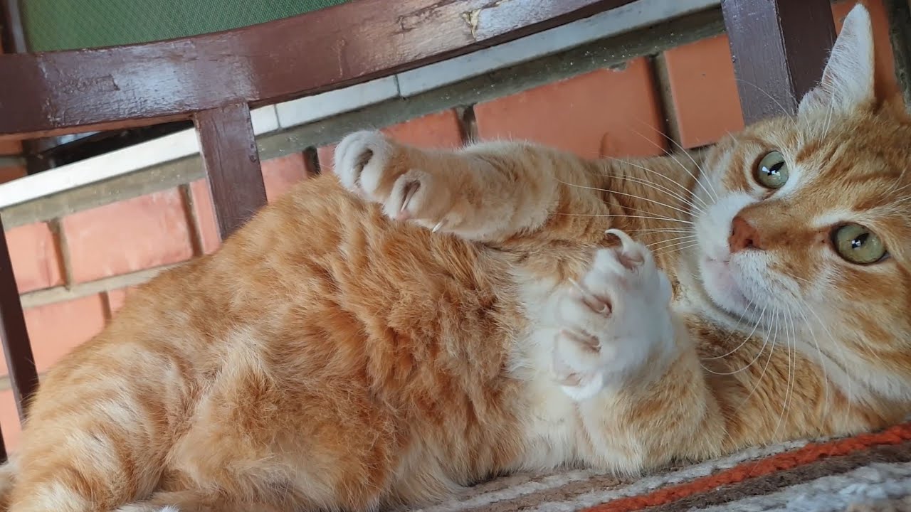 This Cat Will Cure Anyone's Depression - YouTube