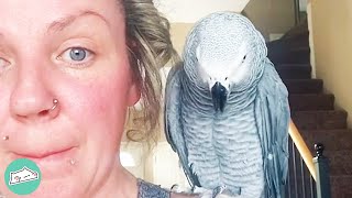 Rescue Parrot and New Mom Find Comfort in One Another | Cuddle Parrots