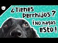 Si tratas a tu mascota como si fuera tu hijo, debes ver esto | BIPOLAR