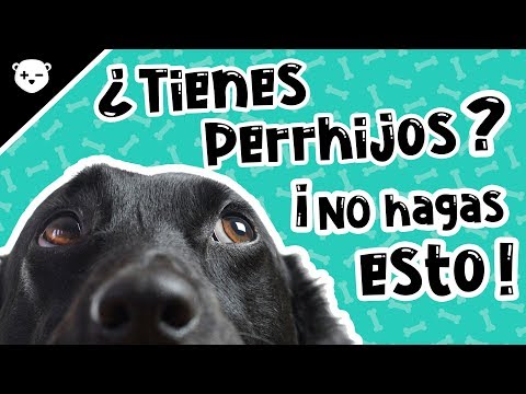 Video: ¿Su estrés afecta a su perro? ¡La ciencia dice que sí!