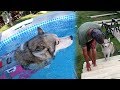 Shelby The Husky Got a Pool for her Birthday