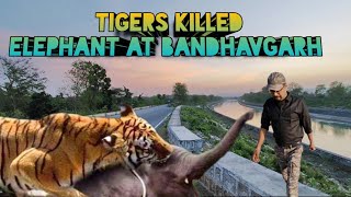 Tigers Killed Elephant At Bandhavgarh Tiger Reserve । Ashram In  Rajaji Tiger Reserve Rishikesh