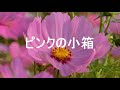 ピンクの小箱・ピンクの花のプレゼント<幸せ届ける花メッセ>手紙に添えられた一輪の花のように、<花メッセ>は共有ボタンから、あなたのメッセージに動画を添えてあの人に届けます。