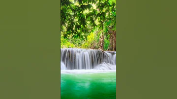 ساعتان من اصوات الغابه خرير المياه وزقزقة العصافير Forest Birds And Water Sounds 