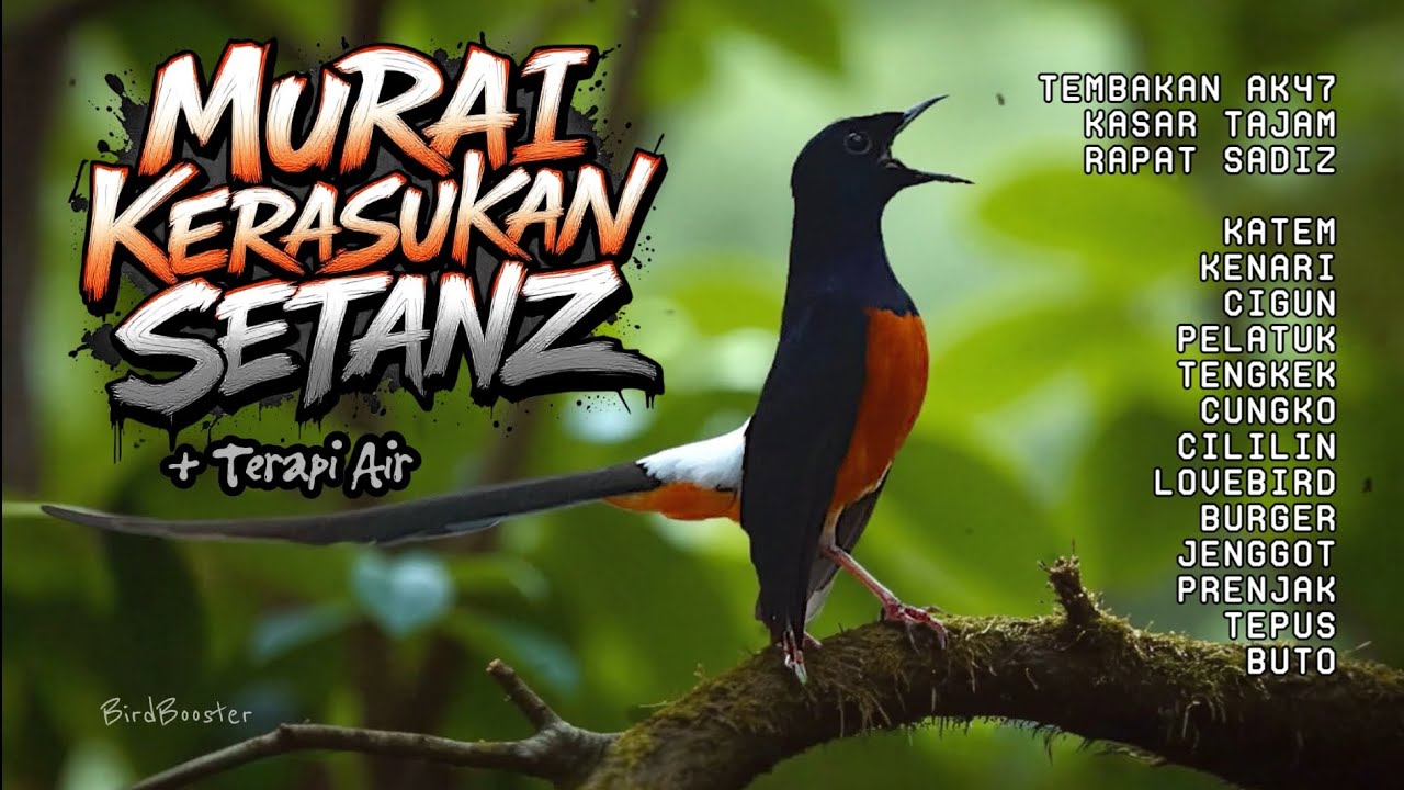 [1 JAM] KRETEKAN EMOSI MURAI BATU GACOR NEMBAK ISIAN KASAR TAJAM!! + TERAPI AIR