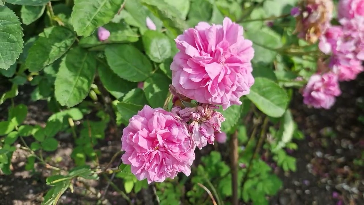 Garden flowers birmingham