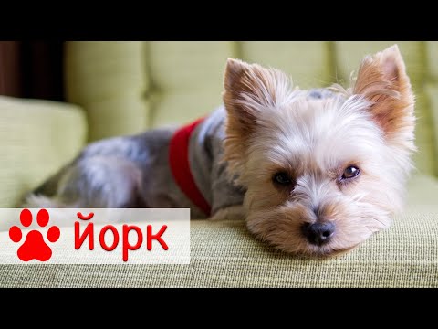 Йоркширский терьер |