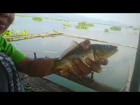 mancing-jatiluhur-strike-bertubi-tubi-ikan-mas