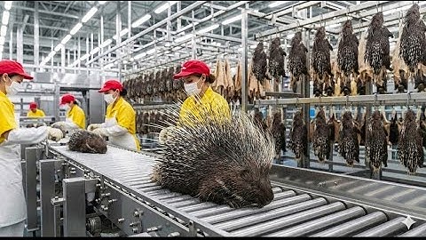 Inside the Porcupine Factory: From Quills to Luxury Jacket (Full Process)