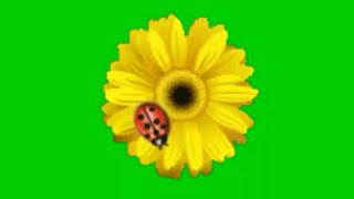 Green screen ladybug on flower that MUST WATCH by everyone. Green screen sunflower.