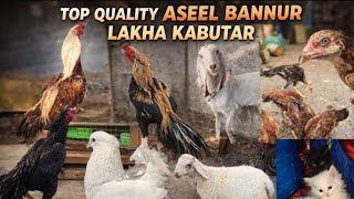 Top Quality Aseel Chicks Bannur For Sale In Hyderabad
