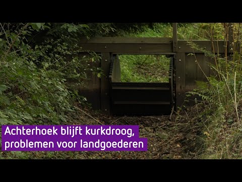 Droogte funest voor landgoederen: 'Historische bomen moeten worden gekapt'
