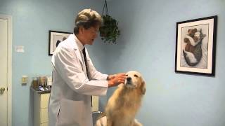 Dog Ear Flush Video