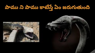 interesting facts in telugu | facts in telugu | telugu facts | Vlogger Aditya