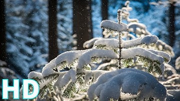 Tuyển Tập Tuyết Rơi Mùa Đông Khắp Thế Giới  | Video HD miễn phí - Không  bản quyền