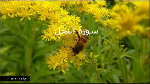 سورة النحل بصوت جميل هادي #النحل #قرآن