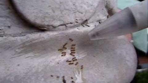 Pharoah Ants