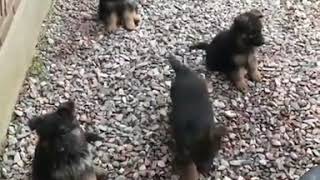 Registered german shepherd puppies for ...