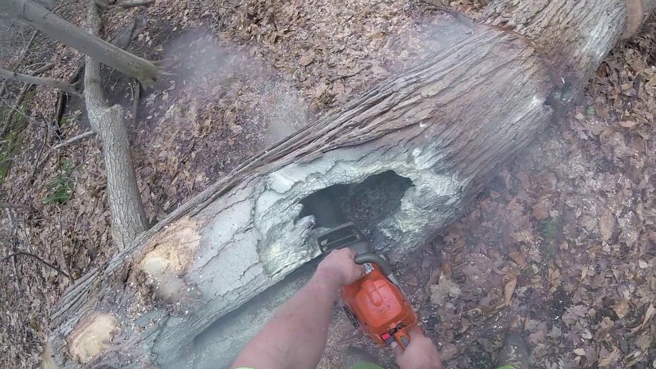 Burning Maple Tree YouTube