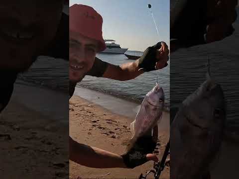 هذه السمكه يطلق عليها ابن عم الدنيس شاهد