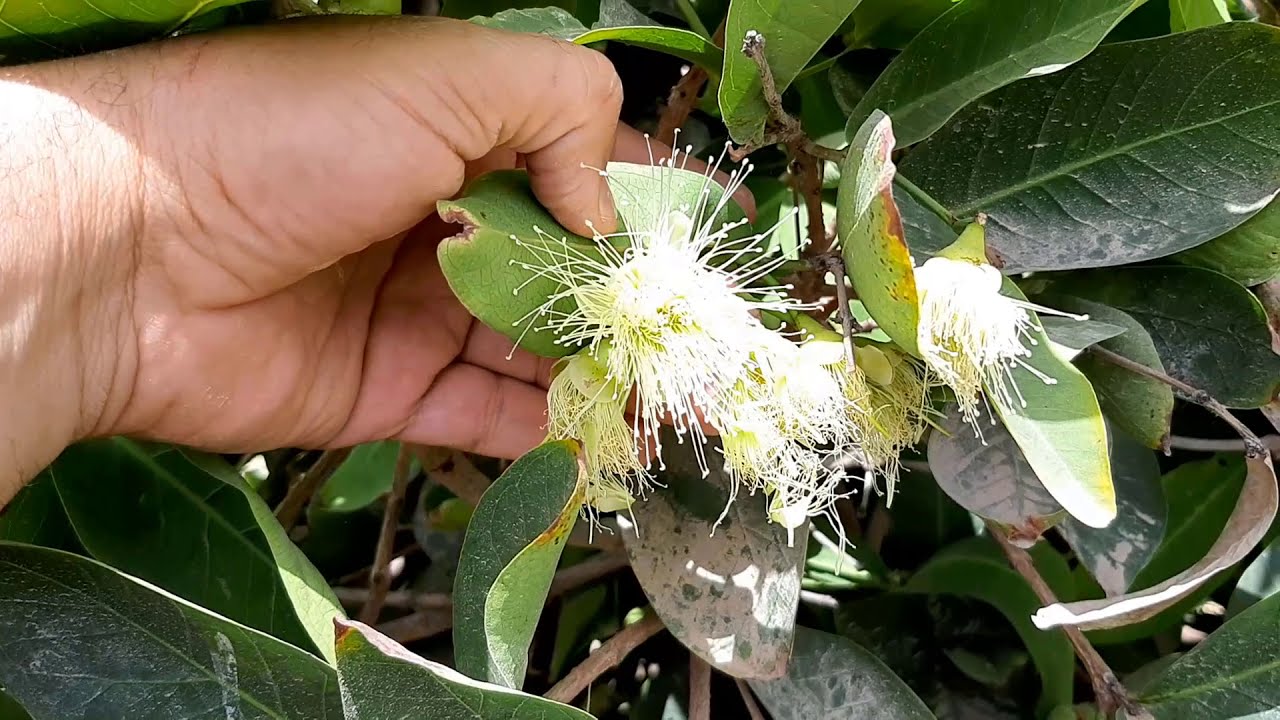 زراعة الكمثرى بكل سهولة والمعاملات الازمة لنجاح وزيادة الانتاج
