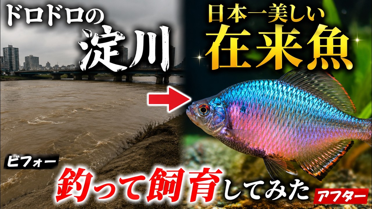 The fish I caught in Osaka's Yodo River was stunning once I put it