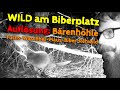 Bären-Höhle observieren | WILDBEOBACHTUNG am Biberplatz aus zwei Kameraperspektiven