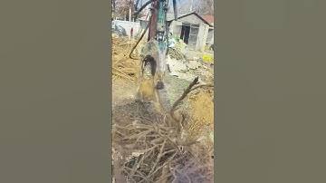 Mechanically extracting tree roots in progress!#shorts #stumpgrinding #treeservice #tree #gardening