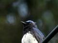 日本三鳴鳥、オオルリの囀り