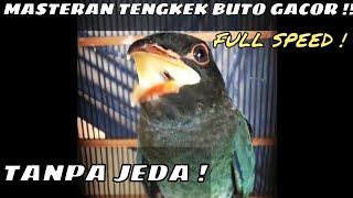 Masteran Tengkek Buto Gacor || Full Speed Tanpa Jeda !