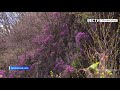 Без слов. Сезон цветения рододендрона в Приморье подходит к завершению