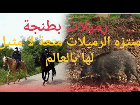 Video: Mərakeş kurqan bitkisi nədir – Mərakeş kurqan Euphorbias yetişdirilməsi haqqında məlumat əldə edin