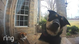 Family Dogs Learn to Use Ring Video Doorbell to Get Owner’s Attention | RingTV Resimi