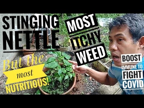 A Taste of Stinging Nettle | Lipang-aso | Most Itchy Weed but Most Nutritious