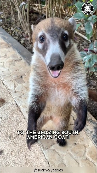 Coati 🦝 Smart, Curious, and Irresistibly Cute!