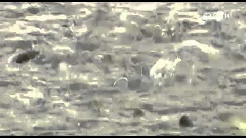 VTC14_Cảnh báo kháng sinh cấm trong cá tra xuất khẩu