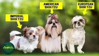 8 Different Types Of Shih Tzu  Which is Right for You?