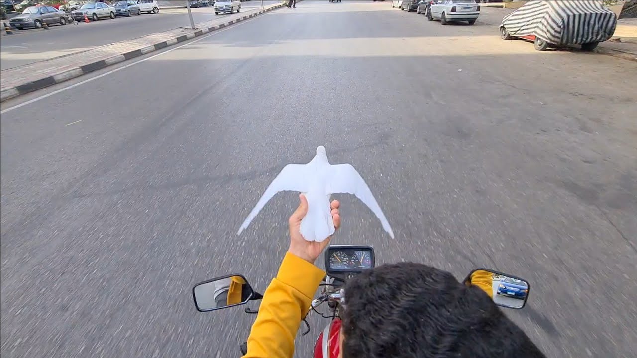 تطير بجانبه كأنها روحه.. مشهد أبهر الملايين🕊️ لشاب مصري وطائر عجيب