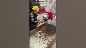 Wet type extruder machine for making floating fish feed testing video in Lima Factory #fishfarming
