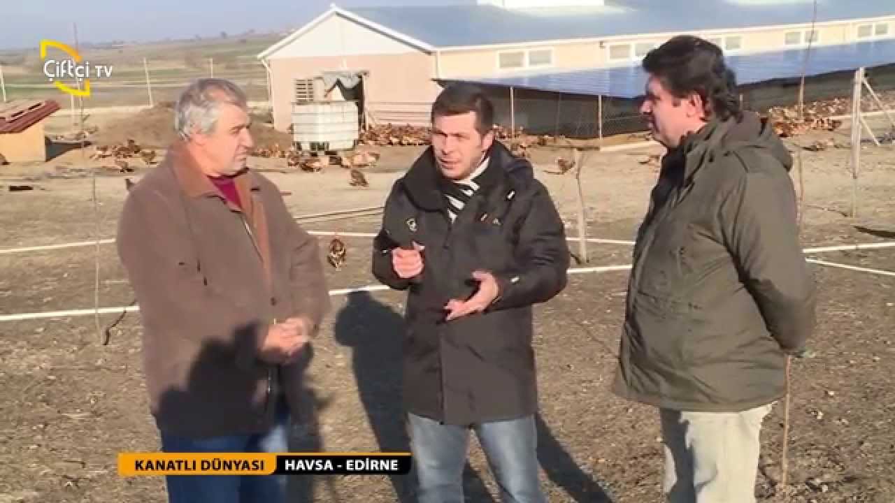 KANATLI DÜNYASI - SERBEST TAVUK YETİŞTİRİCİLİĞİ - EDİRNE