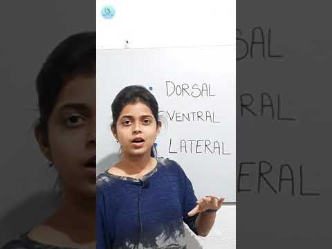 Video: Hva er dorsal og ventral?
