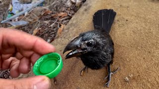 Rescued Anu-Petro Bird Drinks 16 Ounces of Water to Take Flight