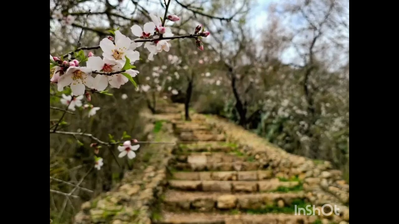 Yacov Ralte - Parashat Bo