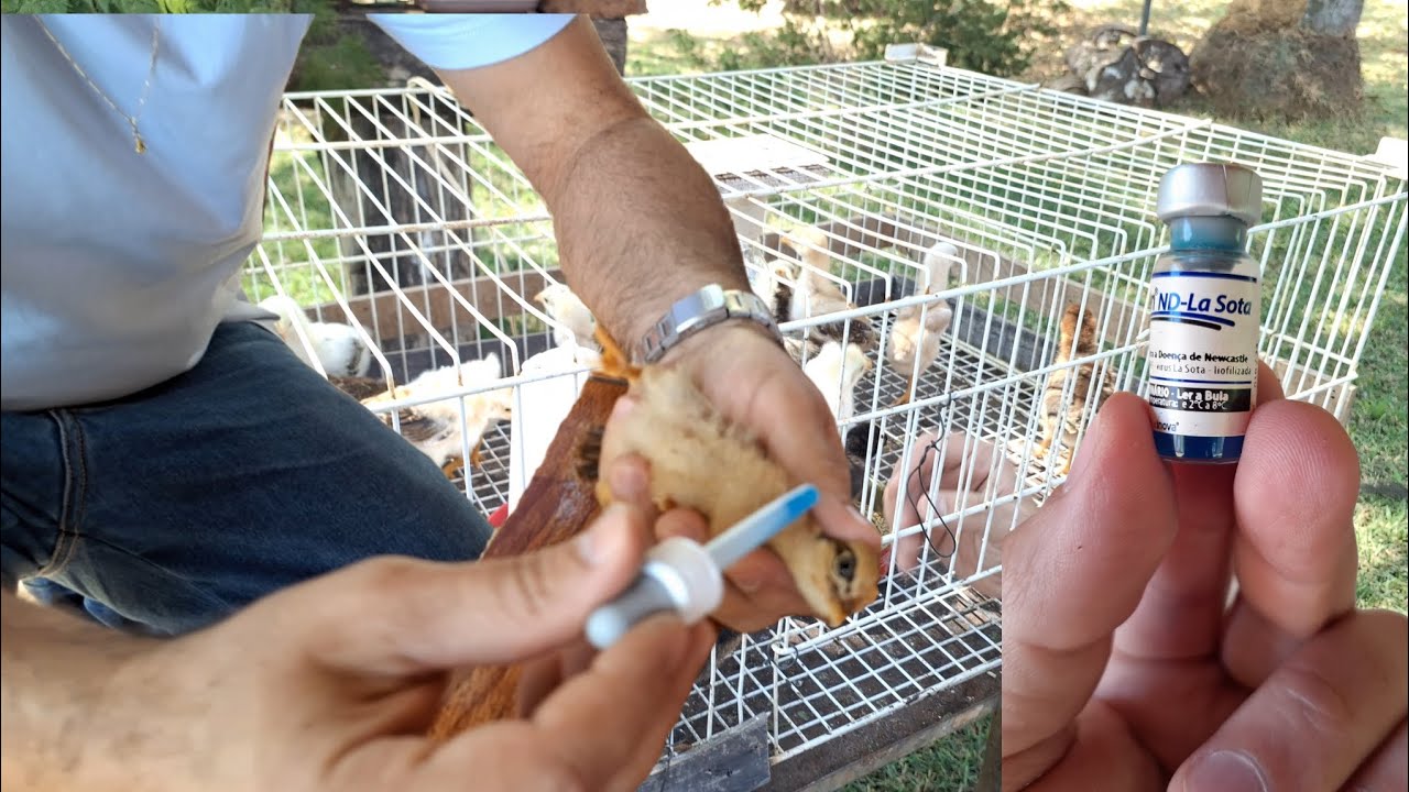 PINTINHOS RECÉM NASCIDOS, DICAS DE CUIDADOS BÁSICOS E VACINAS DEPOIS QUE SAIR DA CHOCADEIRA!!